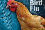 آنفلوانزای پرندگان، چه کسانی را تهدید می کند؟