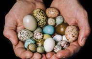 تخم کدام پرنده مفیدتر است؟