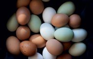 دلایل خوب برای مصرف تخم مرغ