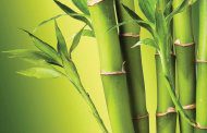 اثرات مفید بامبو بر سلامتی