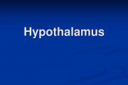 غده هیپوتالاموس چه کار می کند؟