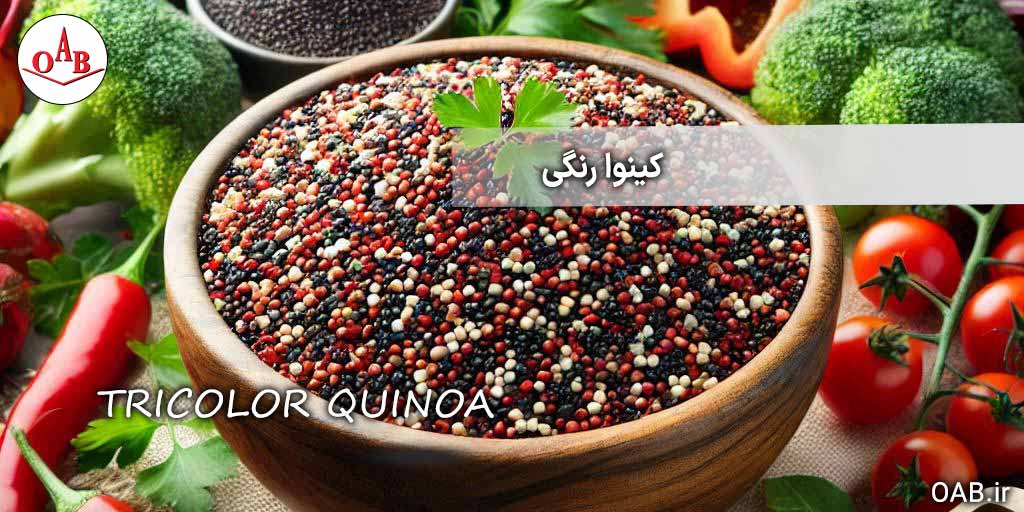 کینوا-سه-رنگ-OAB
