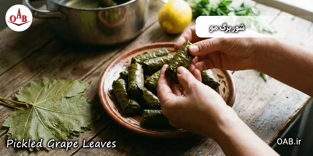 شور برگ مو OAB 5