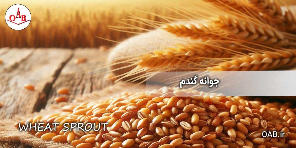 جوانه-گندم-OAB