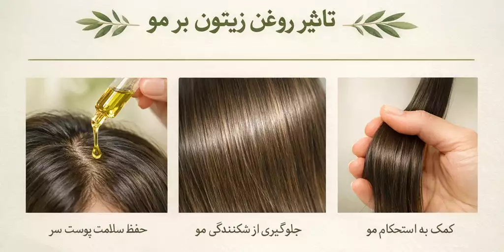 benefit and uses of olive oir for hair4